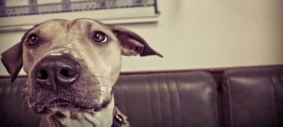 Blackwater Valley Vet Centres image